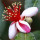 شکوفه گواوا