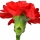 میخک (گل)