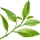 پتی‌گرین