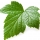 انگور فرنگی سیاه